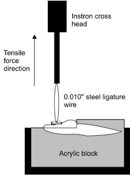 Fig 1. Schematic drawing of tensile stress testing.