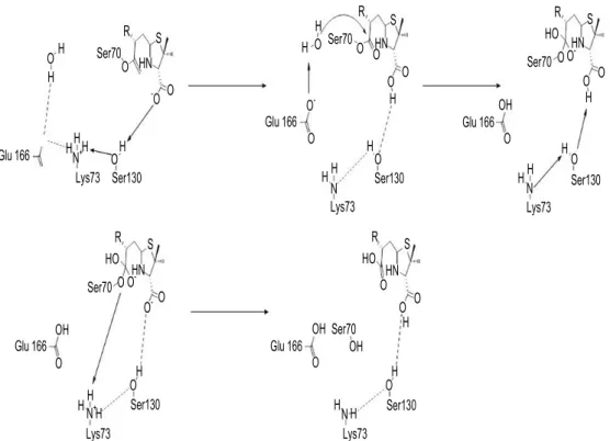 Fig.  3.  Deacylation  mechanism  by  Class  A  β-lactamase.