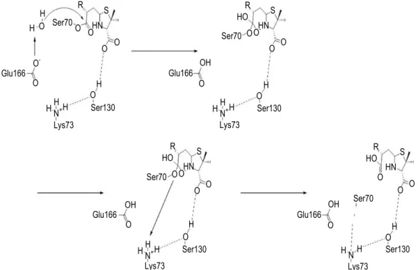 Fig.  4.  Substrate  independent  deacylation  mechanism  by  Class  A  β-lactamase.