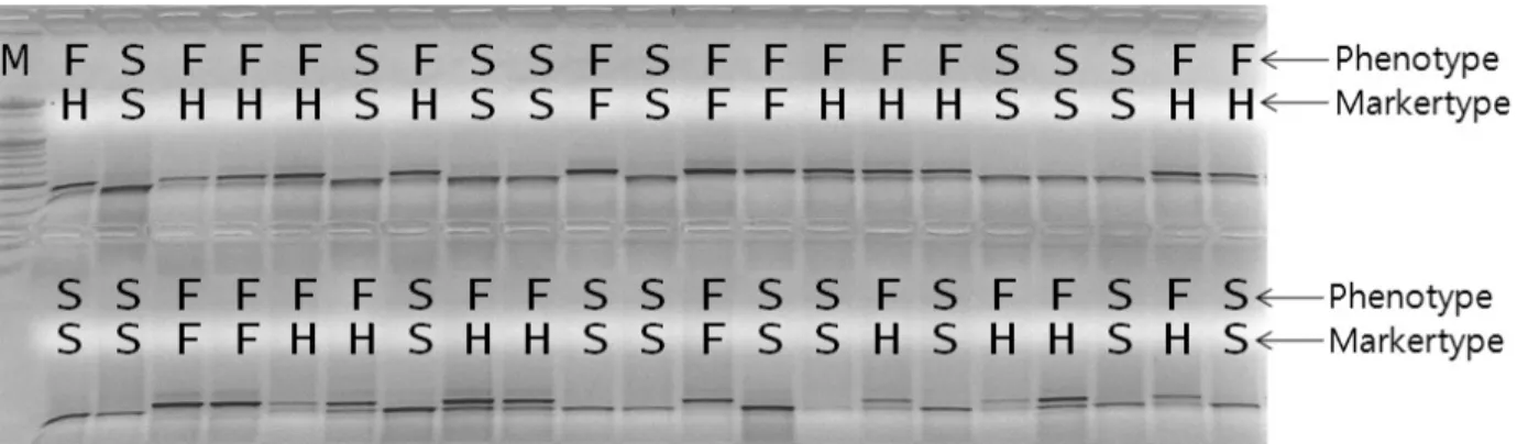 Fig. 1. Analysis of GMSK marker in F 2  progeny of a commercial cultivar ‘Minibell’. F in phenotype, male-fertile plants; S in phenotype,  male-sterile plants; F in markertype, Ms k Ms k ; H in markertype, Ms k ms k ; S in markertype, ms k ms k .