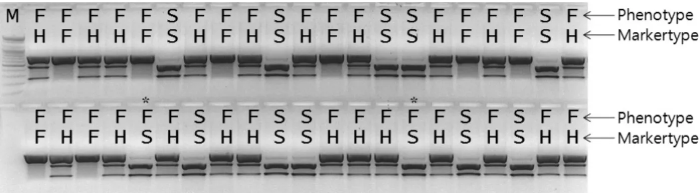 Fig. 2. Analysis of PmsM2 marker in F 2  progeny of a commercial cultivar ‘Plenty’. F in phenotype, male-fertile plants; S in phenotype,  male-sterile plants; F in markertype, Ms p Ms p ; H in markertype, Ms p ms p ; S in markertype, ms p ms p ; *, recombi