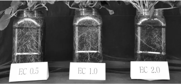 Fig. 4. Effect of nutrient concentrations on root growth of strawberry ‘Sulhyang’ in hydroponics.