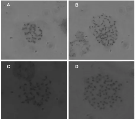 Fig. 3. Comparison of chromosome. A: 2x = 38 chromosome of a ‘Campbell Early’, B: 4x = 76 chromosome of a ‘Kyoho’, C: 2x 