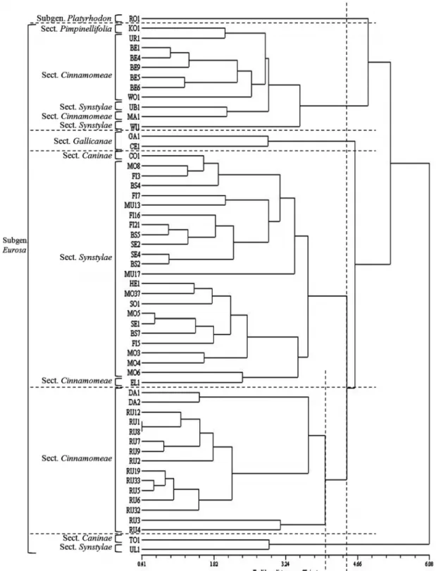 Fig. 2. Dendrogram obtained from morphological traits of 23 species in the genus Rosa,  based on UPGMA clustering analysis  and Euclidean distance coefficient using the NTSYS-pc program.