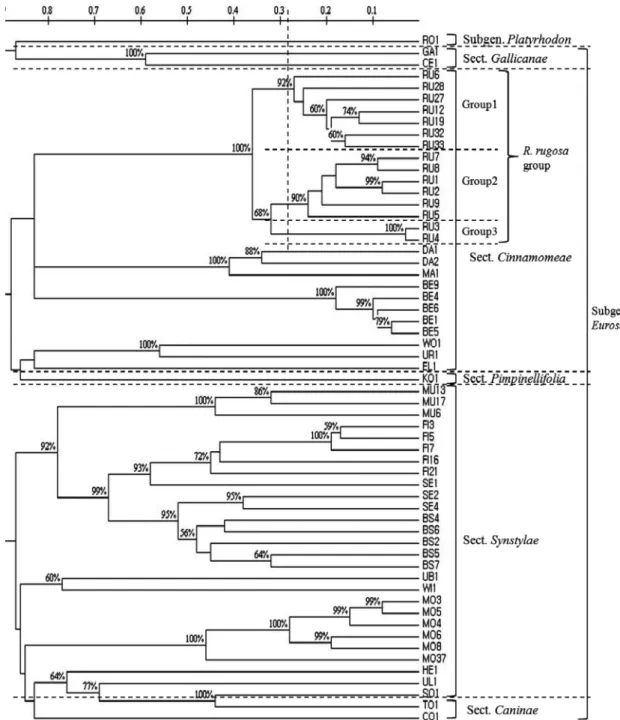 Fig. 3. The dendrogram of 23 species based on UPGMA clustering analysis and the Nei’s distance matrix using the TREECON  program