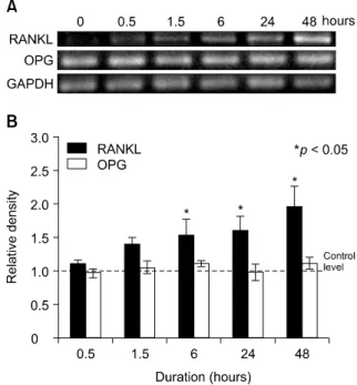 Fig 4. Compressive stress up-regulated RANKL mRNA  expression in PDL cells. In contrast, OPG mRNA  ex-pression did not change