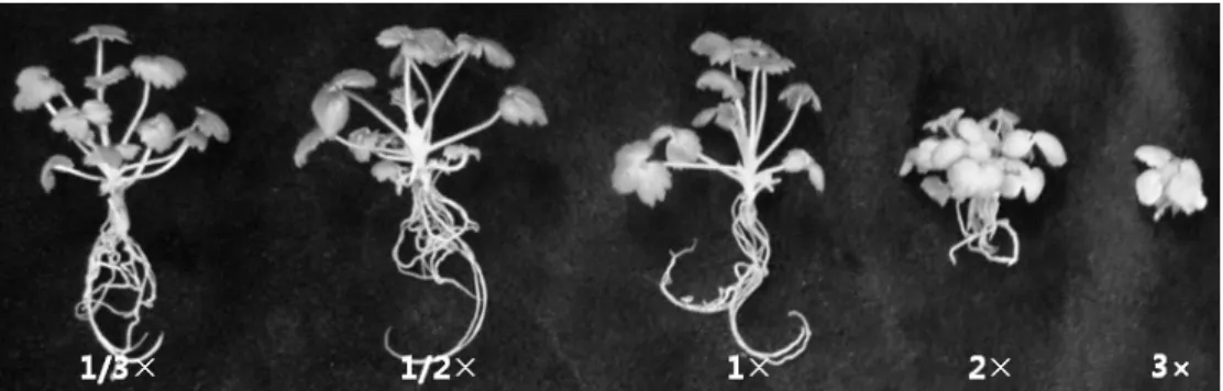 Fig. 3. Comparison of in vitro  growth according to MS medium strength of new ever-bearing strawberry ‘Goha’.