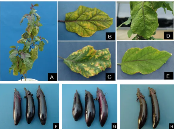Fig. 2. Induced potassium deficiency and toxicity symptoms appeared in ‘Chugyang’ eggplants (A: K deficient plant, B and C: 
