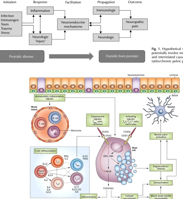 Fig. 1. Hypothetical scenario that could  potentially involve most of the proposed  and interrelated causes in chronic  pros-tatitis/chronic pelvic pain syndrome.