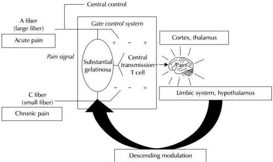 Fig. 4. The gate control theory of pain. This theory is based on the following propositions