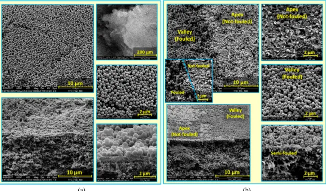 Fig.  3.  SEM  micrographs  at  different  magnifications  for  colloidal  silica  fouling  of  flat  (a)  and  micro-patterned  (b)  pristine  PA  TFC  membranes  using  silica  microparticles  (500  nm)  in  unstirred  dead-end  filtration  conditions  (