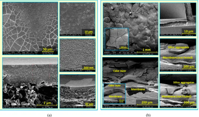 Fig.  5.  SEM  micrographs  at  different  magnifications  for  colloidal  silica  fouling  of  flat  (a)  and  micro-patterned  (b)  surface  modified  membranes  using  silica  nanoparticles  (50  nm)  in  unstirred  dead-end  filtration  conditions  (Re