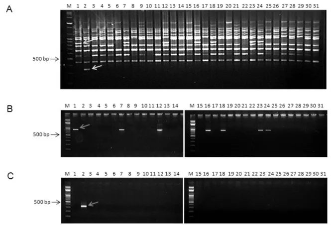 Fig. 1. Amplified fragment patterns of OPL-01 random primer from 31 apple cultivars (A) and converted into SCAR markers (B,  C)