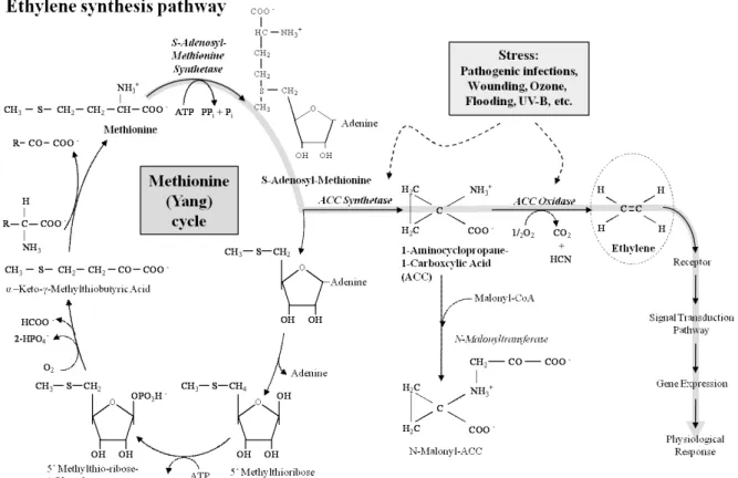 Fig. 1. Biosynthetic pathway and regulation of ethylene.15%  정도에 달한다고 보고되었다(Suh, 1998)