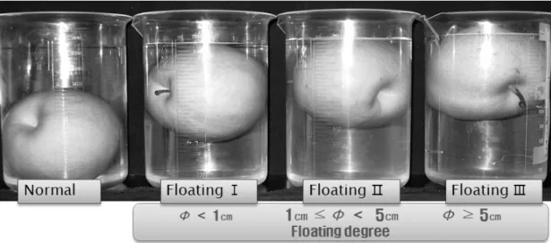 Fig. 1. Classification of pear fruits with floating degree on water dipping condition in ‘Niitaka' pear.정상과실의 조직에 비하여 크게 증가하였고 hemicellulose의 가용성도 장해의 진전과 더불어 증가하였다고 하였다