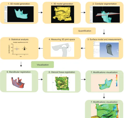 Figure 1. Technical route of  the experiment. 1,  Construc-tion of the three-dimensional  (3D) segmentations of the  mandible and glenoid fossa