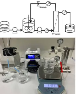 Fig.  6.  Filtrate  flux  and  protein  concentration  profiles  dur- dur-ing  UF/DF  process