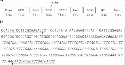 Fig. 3. (A) Schematic diagram of the genetic elements of transformation vector pSPB130 in GM rose plant, (B) The target sequences  between P-35S and F3’5’H amplified with GMRH-KF/KR primers