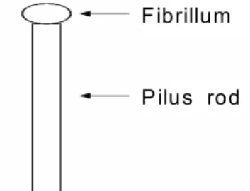 Fig.  1.  High  resolution  quick  freeze  deep  etch  electron  microscopic  analysis  of  P  fimbriae  structure