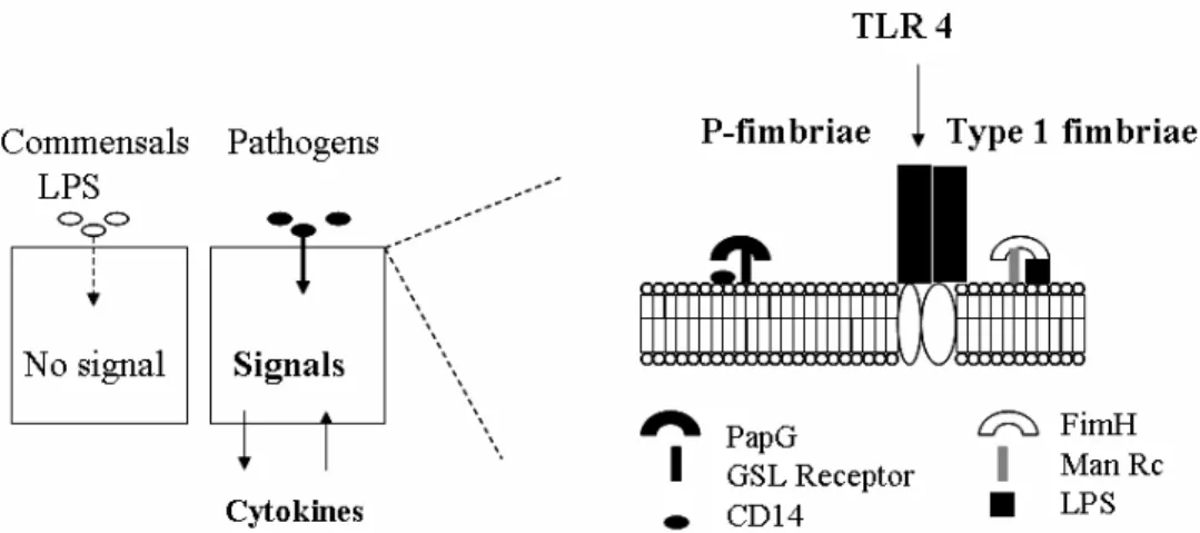 Fig.  2.  Model  for  mucosal  inflammation  by  pathogenic  E.  coli.  (A)  Pathogenic  E