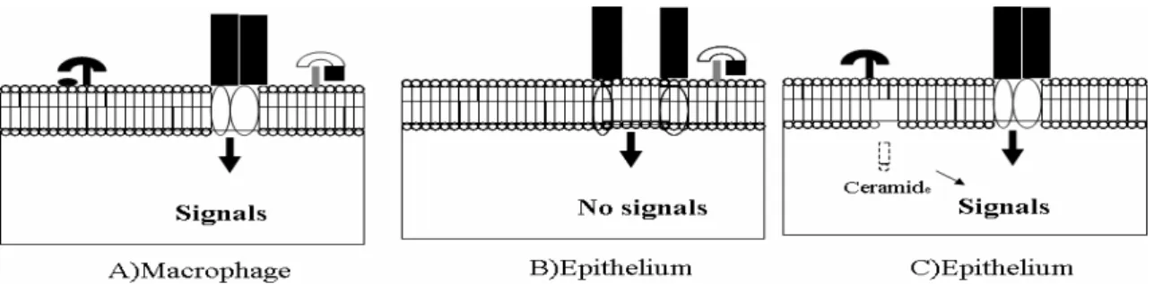 Fig.  3.  TLR4  activation  in  macrophages  and  epithelial  cells  may  involve  different  primary  receptors