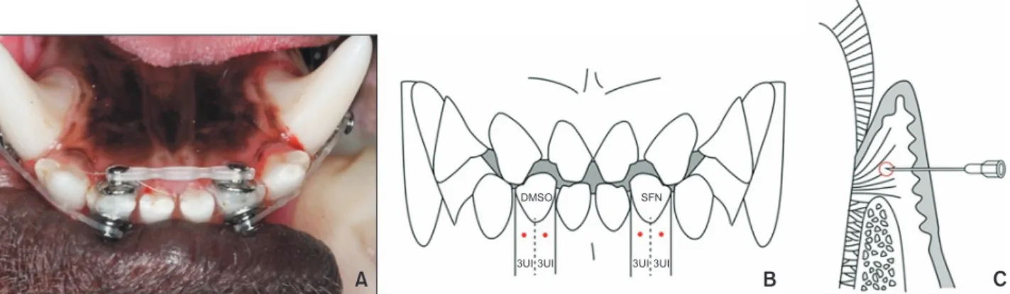 Figure 1. A, Occlusal view of a beagle’s lower teeth and orthodontic buttons with elastic chains