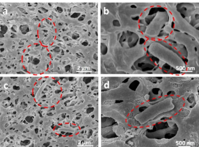 Fig.  7.  SEM  images  for  normal  E. coli  cells  at  the  surface  of  pristine  PVDF  membrane  (a,b)  and  GOQDs-PVDF  membrane  (c,d)  (Reproduced  from  Zeng  et al.,  29).