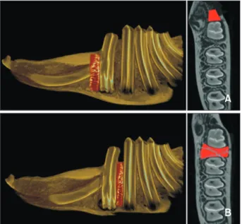 Figure 2. Specimen sites for micro-computed tomogra- tomogra-phy imaging. A, The intervention site, mesial area of the  first premolar; B, the non-intervention site, the area  be-tween the first and second premolars.