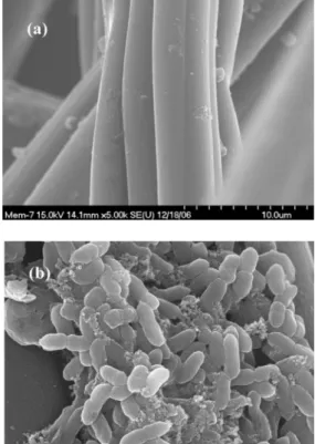 Fig.  4.  Two-chamber  MFC  used  in  this  experiment:  (1)  anode,  (2)  cathode,  and  (3)  Nafion