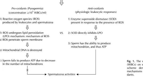 Fig. 1. The effect of white blood cells  (WBCs) on spermatozoa activities. The  scheme demonstrates the balancing  mechanisms between pro- and  anti-oxi-dants
