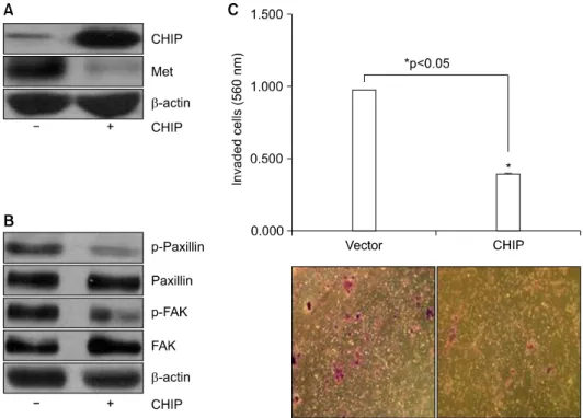 Fig. 1. MET and CHIP expression patterns in SCLC cell lines. MET  (top panel) and CHIP (middle panel) expression patterns were  ex-amined using standard immunoblotting of whole cell lysates from  the indicated lung cancer cell lines cultured under  serum-c