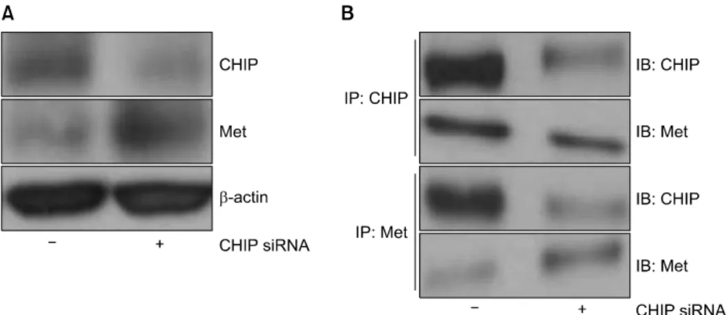 Fig. 6. Reduced CHIP expression enhances MET protein levels. (A) Following transfection with control siRNA and CHIP siRNA and in- in-cubation for 48 hours, cell lysates were prepared and the levels of CHIP and MET were determined by immunoblotting with ant