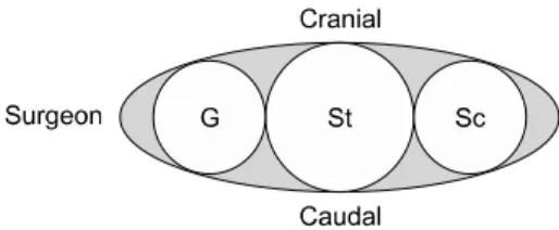 Fig. 3. Illustration showing the order of the instruments used for  the procedure. The Sc is moved on the very right side, the G is  on the very left side, and the St is inserted through the middle of  the incision, regardless of the laterality of the prim