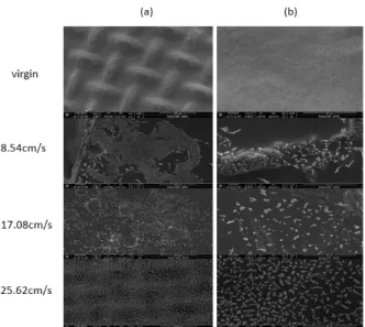 Fig. 4. (a) Permeate amount and (b) specific energy con- con-sumption (SEC) under three cross-flow velocities (8.54,  17.08, and 25.62 cm/s) operated by 5 cycles