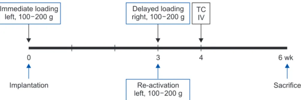 Figure 1. Experimental protocol used in the present study. Immediately after implantation, the miniscrews on the left  side were loaded
