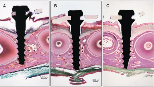 Figure 3. Classification of orthodontic miniscrews according to the proximity to the adjacent tooth roots using hema- hema-toxylin and eosin-stained sections (12.5×)