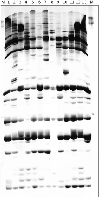 Fig.  1. Pattern of RAPD fragments generated with primer  URP2 (upper) and 4 (lower) for the 13 potato varieties