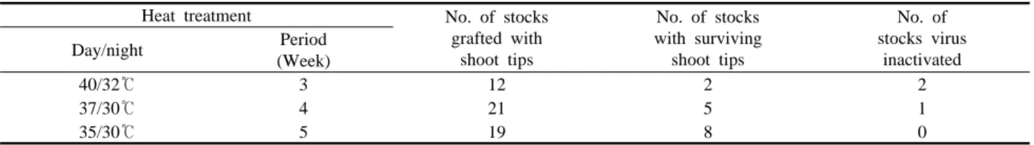Table  2.  Effect of heat treatments on pear  black leaf spot disease inactivation of shoot tips  grafted on PS-95.