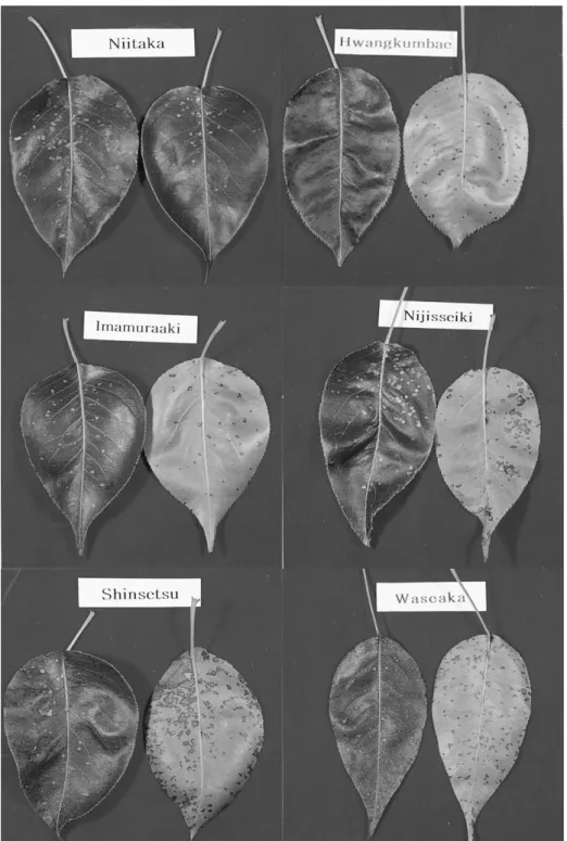 Fig.  1. Symptoms of pear black leaf spots on leaves of various varieties after artificial inoculation