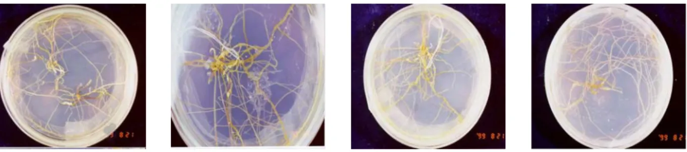 Fig.  1. Dual culture of mycorrhizal root segment (MRS) and  transformed carrot root (TCR).