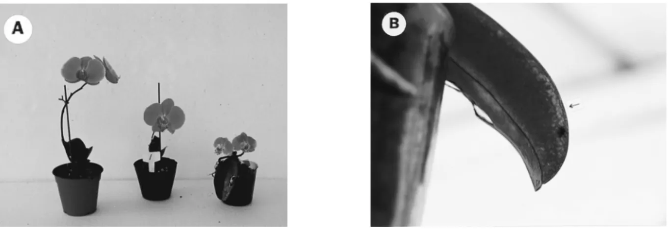 Fig.  2. Detection of CymMV and ORSV in Phalaenopsis  leaves by one-step RT-PCR. (A) Detection of CymMV (327 bp), 1:50 dilution: lanes 1,2,3,4,5,7; 1:100 dilution: lane 6; lane M: 100 bp DNA ladder