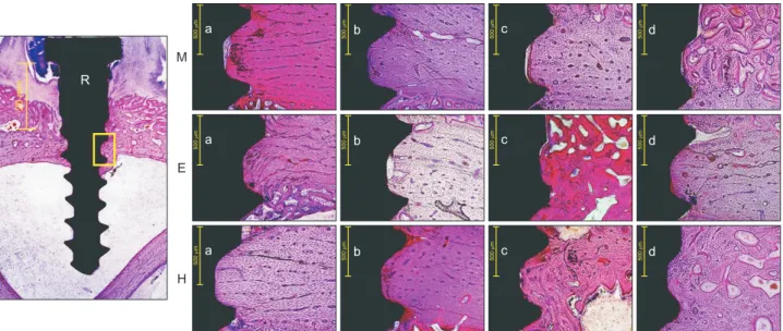 Table 2. Removal torque of surface-treated orthodontic  mini-implants placed in tibia of rabbits
