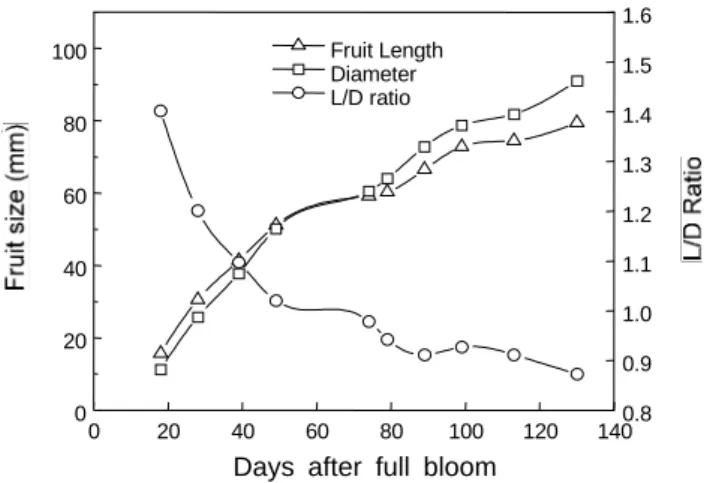 Fig.  1. Seasonal changes of fruit size in ‘Yumyeong’ peach in 1999.후  약  한달  뒤인  5월  20일부터  수확기까지  10일  간격으로  채취하여 과실 종경 및 횡경 비대량을 시기별로 20과씩 측정하였고,  당․산  함량  및  당  조성은  동일한  시기에  채취한  과실  10과씩을  분석하여  측정하였다