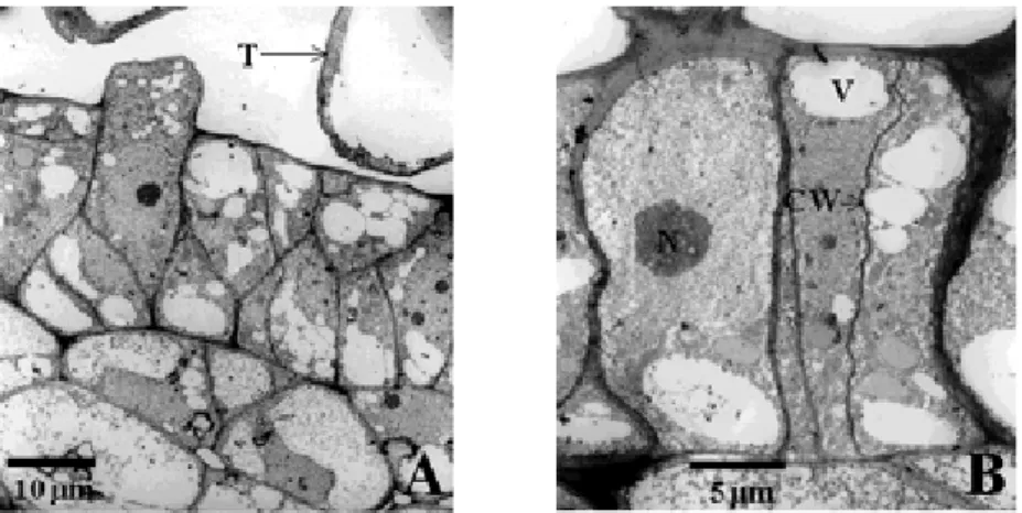 Fig.  4. Cross section of ovary sampled 9 days before bloom (left) and at bloom in ‘Yumyeong’ peach.