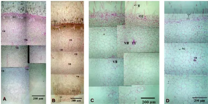 Fig.  6. Cross sectional view of ‘Yumyeong’ peach fruit sampled 14 (A), 19 (B), 35 (C) and 40 (D) days after full bloom.