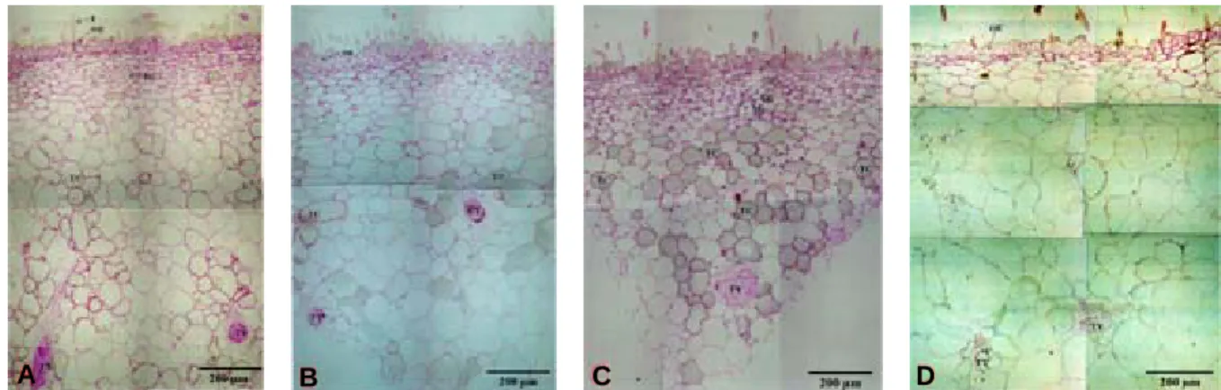 Fig.  8. Cross section of ‘Yumyeong’ peach fruit sampled 47 (A), 68 (B, bagged), 68 (C, non-bagged) and 132 days after full bloom.