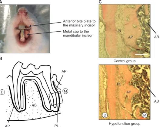 Figure 1. A, The experimental model; B, histological observational area (rectangular area); C, representative hematoxylin  and eosin-stained sections (Scale = 250 mm)