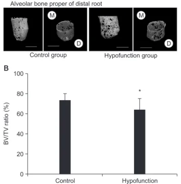 Figure 5. A, Three-dimensional reconstructed images of  the alveolar bone proper (Scale = 1 mm); B, comparison  of the bone-to-tissue volume (BV/TV) ratio around the  distal root of the mandibular first molar