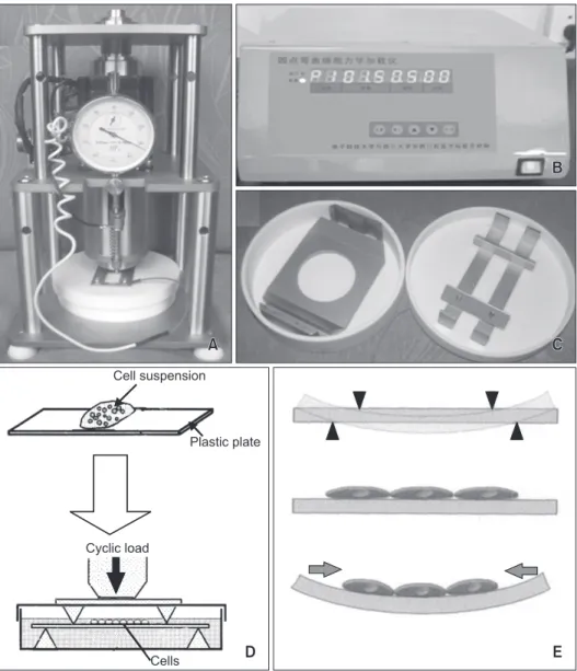Figure 2. A four-point bending system can provide cyclic uniaxial compressive force on adherent cells in vitro