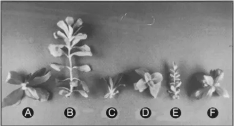 Fig.  1.  Normal  (A)  and  variant  (B  to  F)  plants  obtained  from  in  vitro  culture  of  Eustoma  grandiflorum  used  for  PCR  analysis.